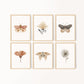Butterfly Floral Set of 6 Nursery Art Prints, Garden Nursery Wall Art, Neutral Nursery Decor, Play Room, Girl Baby Room Ideas, 030