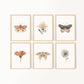 Butterfly Floral Set of 6 Nursery Art Prints, Garden Nursery Wall Art, Neutral Nursery Decor, Play Room, Girl Baby Room Ideas, 030