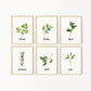 Set of 6 Kitchen Art Prints, Herb Prints, Kitchen Printables, Watercolor Herb Set Wall Signs, Oregano Sage Rosemary Basil Mint, Parsley, 091