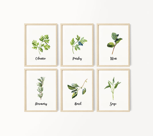 Set of 6 Kitchen Art Prints, Herb Prints, Kitchen Printables, Watercolor Herb Set Wall Signs, Oregano Sage Rosemary Basil Mint, Parsley, 091