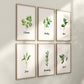 Set of 6 Kitchen Art Prints, Herb Prints, Kitchen Printables, Watercolor Herb Set Wall Signs, Oregano Sage Rosemary Basil Mint, Parsley, 091