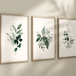 Set of 3 Botanical Greenery Art Prints, Watercolor Foliage, Home Decor, Bedroom Art, Living Room Decor, Sage Green