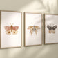 Set of 3 Butterfly Nursery Art Prints